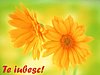 Te Iubesc!